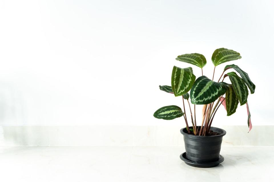 6) Calathea Plant