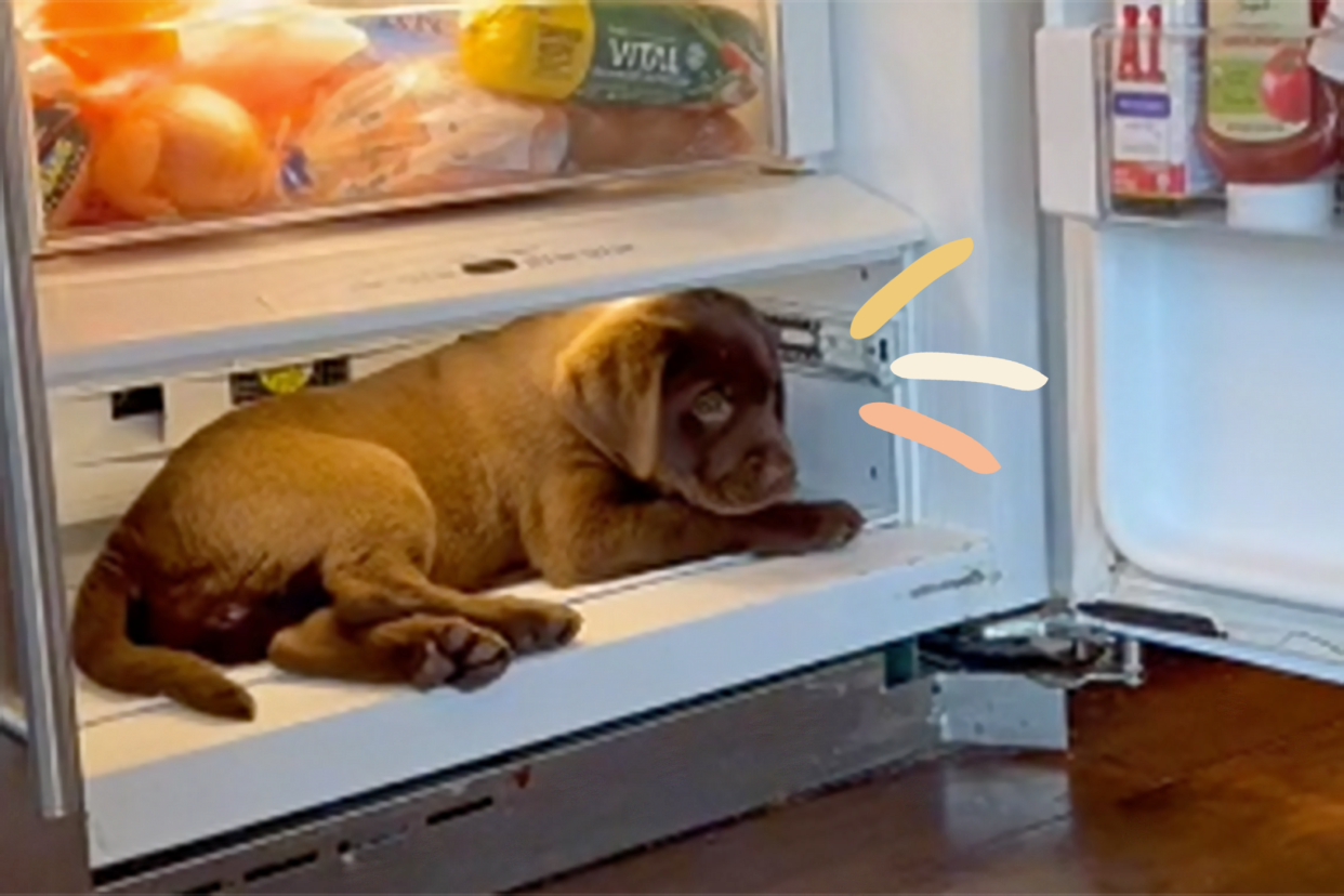 dog laying in fridge