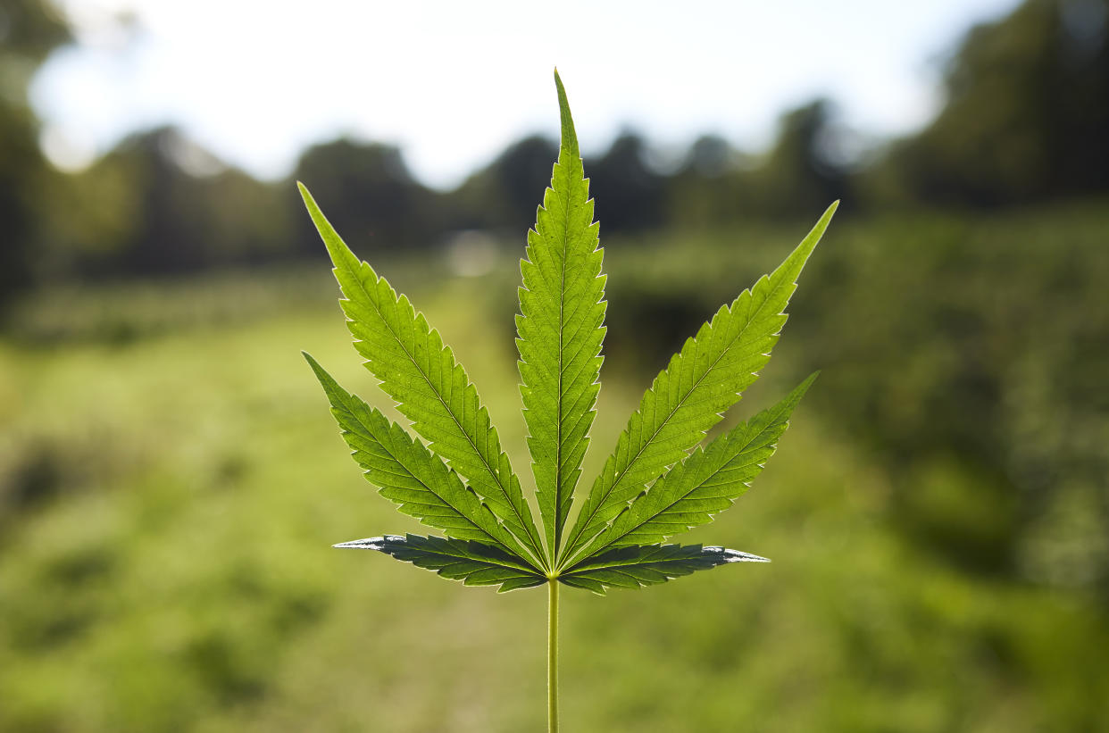 Die umstrittene Legalisierung von Cannabis in Deutschland kommt wie geplant zum 1. April. 