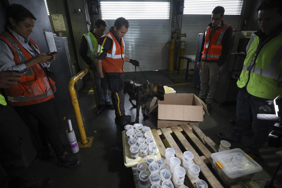 Customs officials inspect a shipment of frogs reproduced at the “Tesoros de Colombia” breeding center before it's export to the U.S. at the international airport in Bogota, Colombia, Tuesday, May 21, 2019. The Humboldt Institute, an environmental research group, says at least 160 amphibian species in Colombia are critically endangered. (AP Photo/Fernando Vergara)