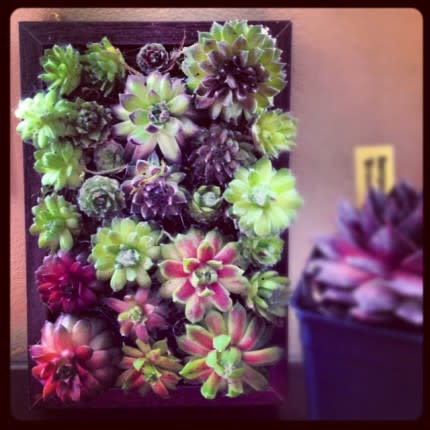 DIY Succulent Frame