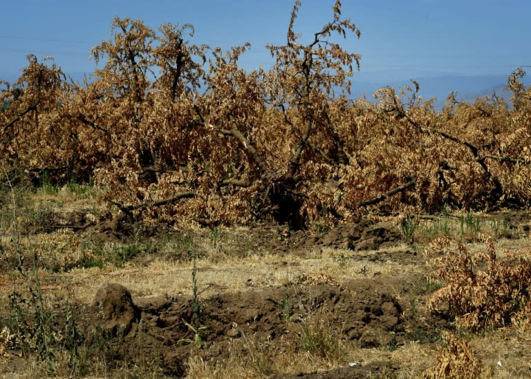 Dead plum trees that have been removed from the ground due to the lack of water in the drought-affected town of Monson, California on June 23, 2015