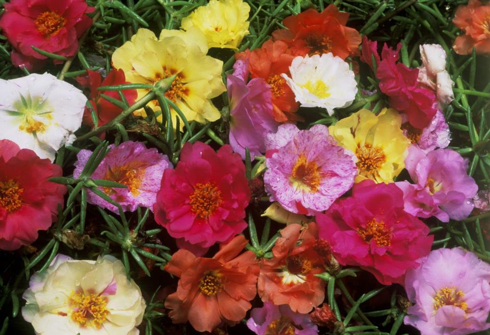 portulaca grandiflora 'sundial mixed' (sunplant)