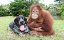 At a wildlife preserve in South Carolina, Suryia and Roscoe are inseperable. Suryia is an orangutan and Roscoe is a Blue Tick hound. (Photo credit: suryiaandroscoe.com)