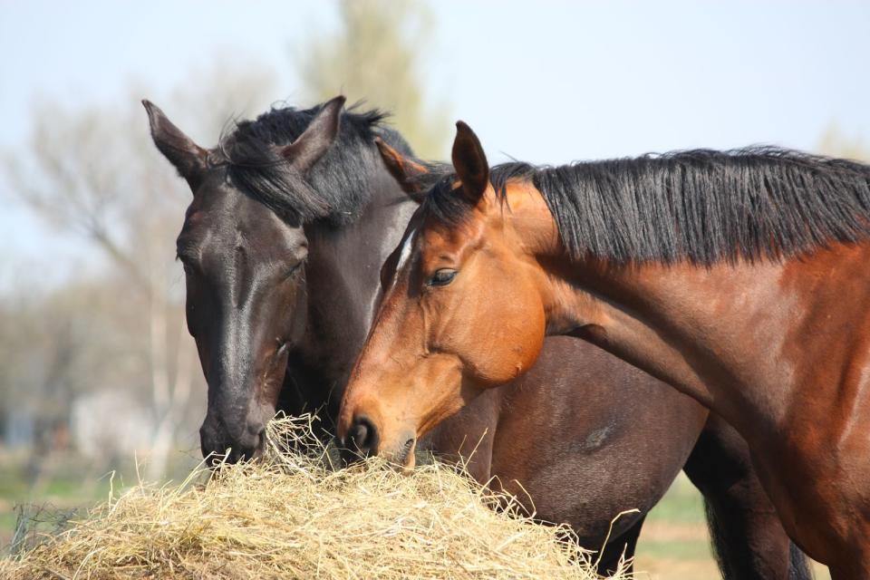 Essen wie ein Spatz hilft in einem solchen Moment wenig. Man wird wahrscheinlich eher essen wie in Pferd. Beides geht in Ordnung, Hauptsache nicht essen wie ein Schwein. Darin stimmen mehrere Sprachen überein. (Bild: iStock/virgonira)