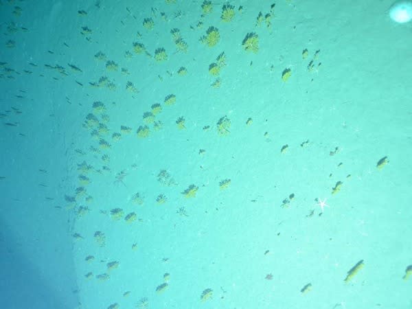 Deep-sea corals (possibly Paramuricea) in Gilbert Canyon, off New Jersey, at about 5,535 feet (1687 meters) deep.