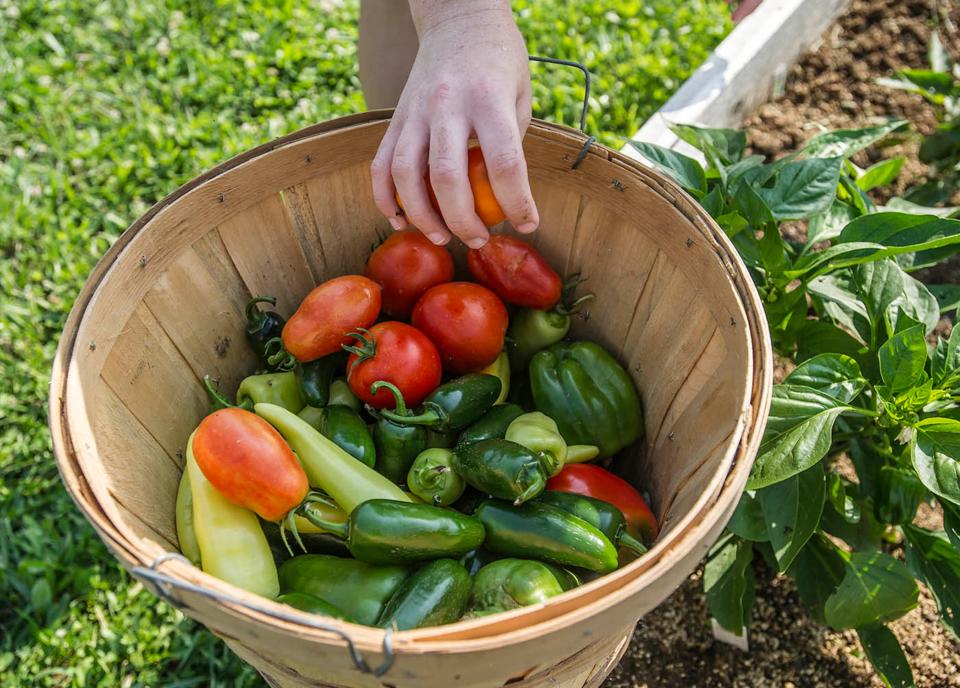 Although America is still an agricultural power, we now import almost as much as we export. Half of all fruit is imported and a third of all vegetables. Between 2000 and 2016, we tripled net tomato imports, according to a University of Florida report.