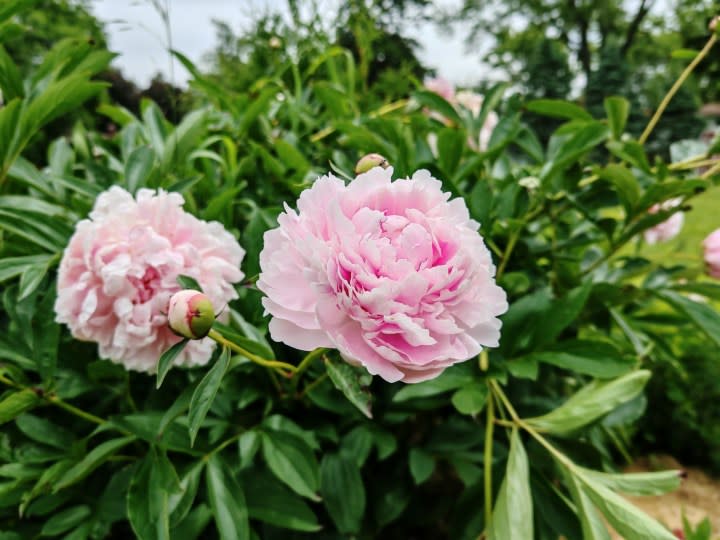 A photo of pink flowers, taken with the Honor 200 Pro.