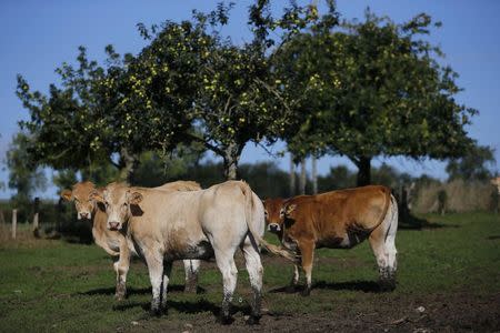 Cows graze in a field near a farm in La Chapelle-Caro, central Brittany, France, September 2, 2015. REUTERS/Stephane Mahe