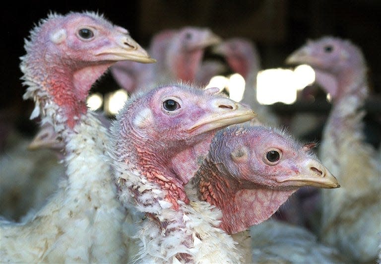 Turkeys at a Minnesota farm. Turkey prices are spiking this Thanksgiving.