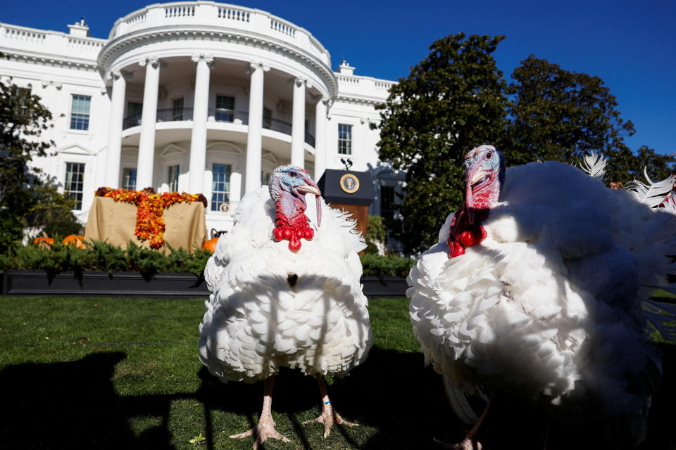 Chocolate and Chip, the National Thanksgiving Turkeys, stand on the South Lawn of the White House in Washington, U.S., November 21, 2022. REUTERS/Evelyn Hockstein 