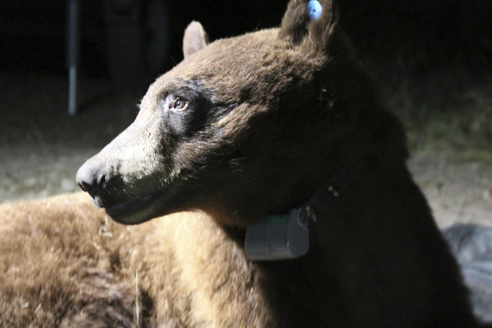 This photo provided by the National Park Service shows a black bear caught in a natural area of the western Santa Monica Mountains on April 23, 2023, south of the 101 Freeway in the Los Angeles area. For the first time, researchers have captured and radio-collared a bear in the Santa Monica Mountains near Los Angeles where mountain lions have been studied for decades. The National Park Service says Wednesday, May 3, 2023, that the 210-pound black bear dubbed BB-12 was caught in a natural area on the western end of the range. (National Park Service via AP, File)