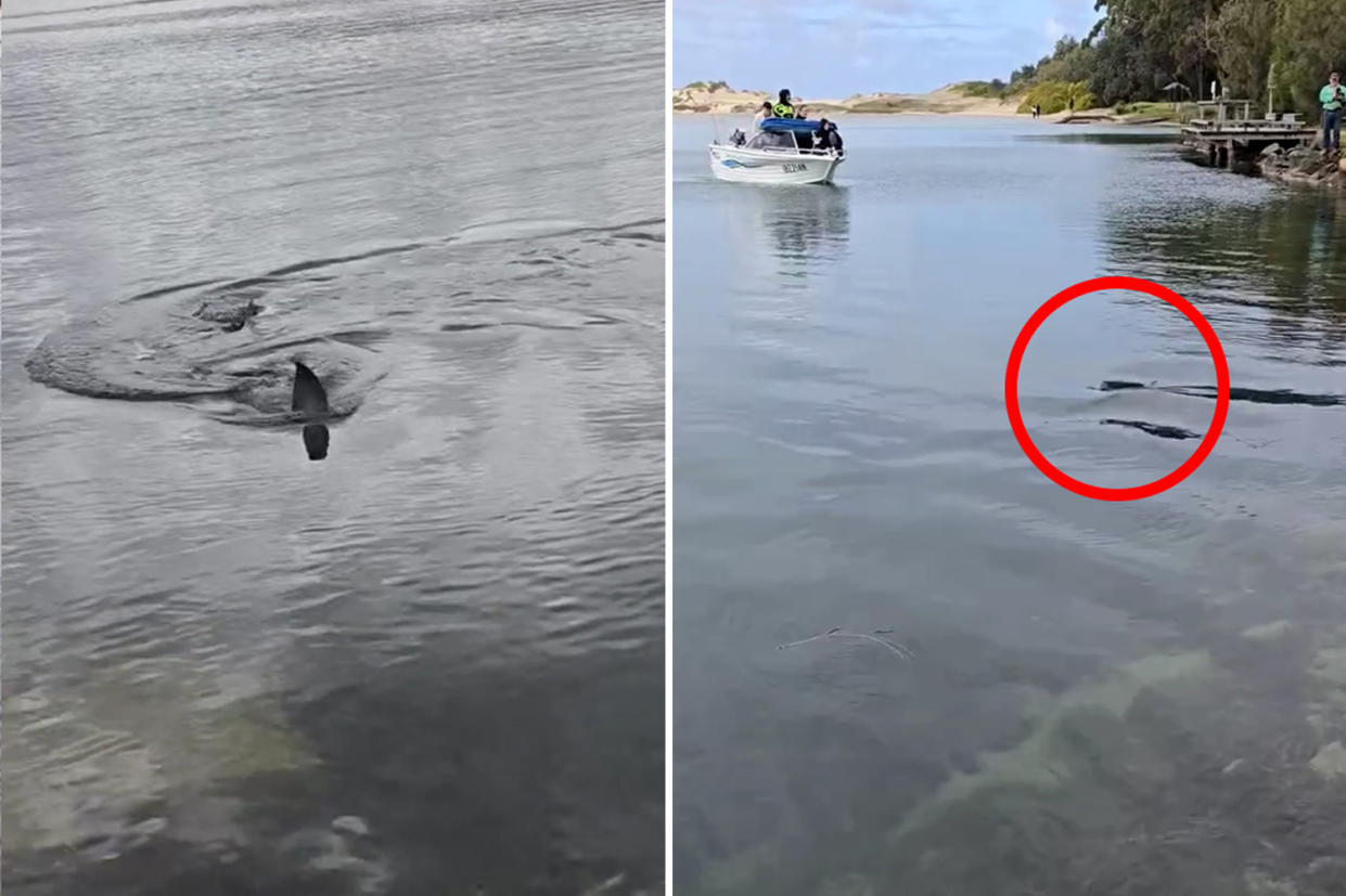 Extremely rare great white shark behaviour spotted in Aussie lake: 'Bloody incredible'