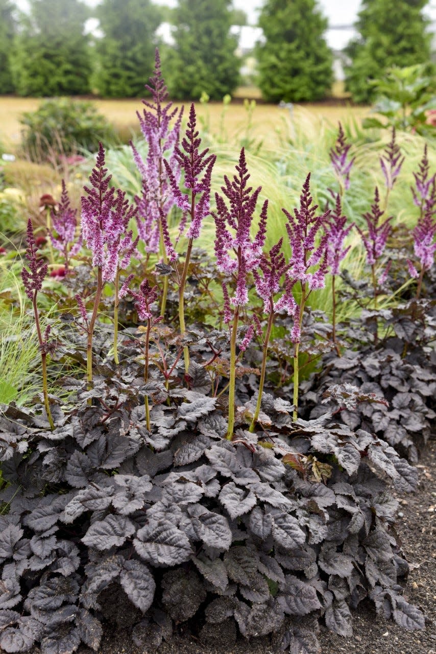 Dark Side of the Moon astilbe is sturdy and easy to grow, and it has an unusual color combination.