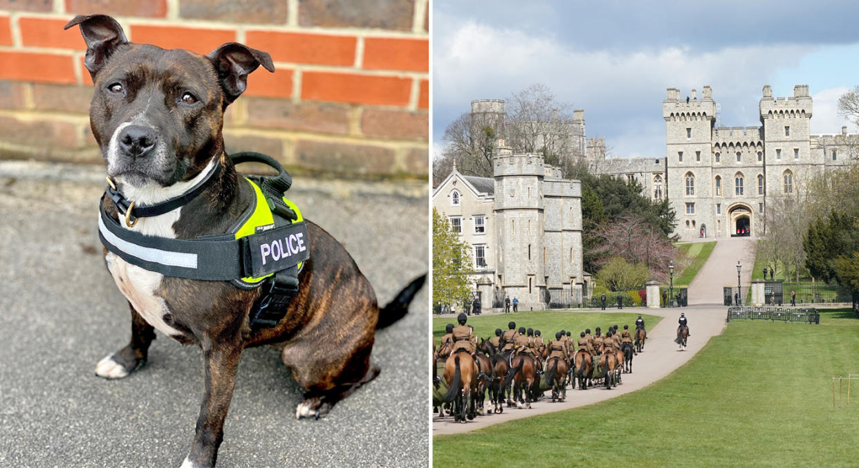 Roxy is a rescue Staffie and the first one to become a police explosive sniffer dog. (PA/Getty)