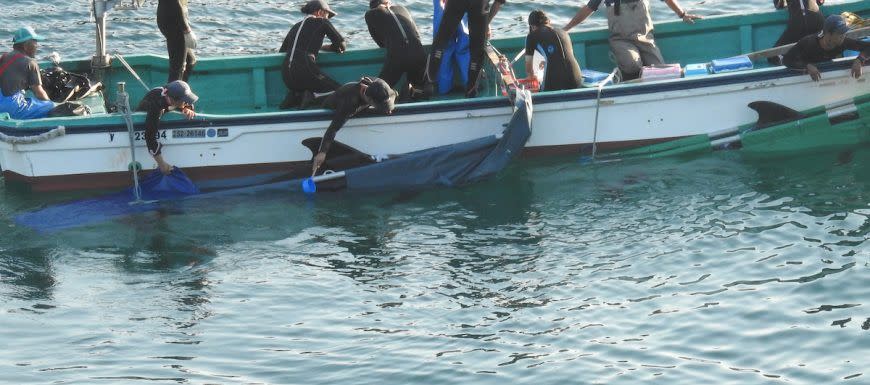 A pilot whale is taken into captivity during the trapping and mass slaughter of a dolphin in Japan