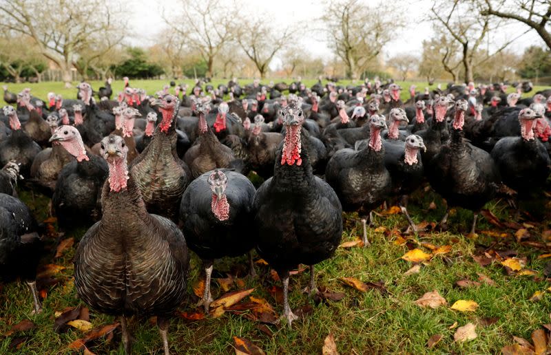 FILE PHOTO: Turkeys are seen in the fields of Kings Coppice Farm, in Cookham