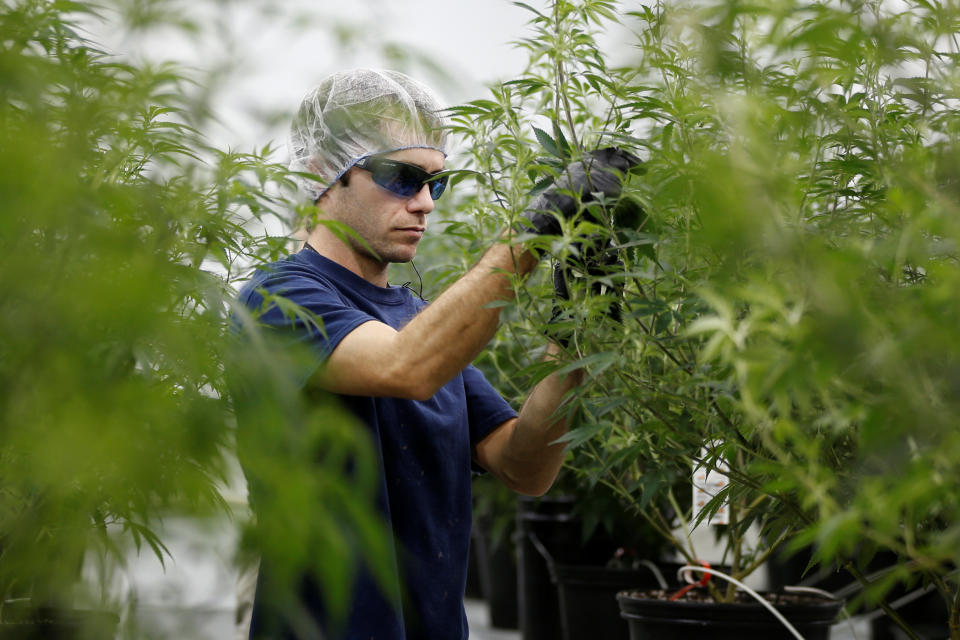 A worker collects cuttings from a marijuana plant at the Canopy Growth Corporation facility in Smiths Falls, Ontario, Canada, January 4, 2018. (Reuters)