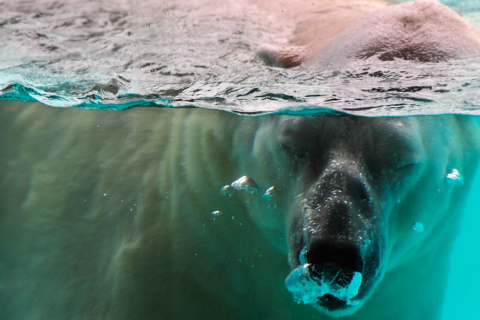 The polar bear was born in Singapore Zoo (Picture: Rex)