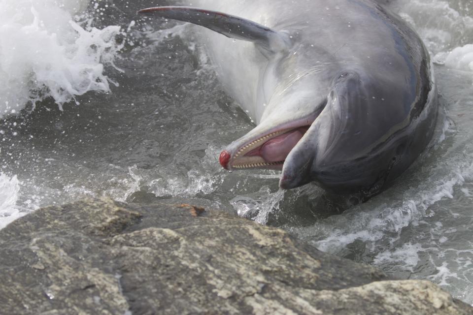 A  600-pound, female bottlenose dolphin was reported along the rocks at Wallis Sands last Wednesday, Jan. 19, before dying during a rescue attempt.