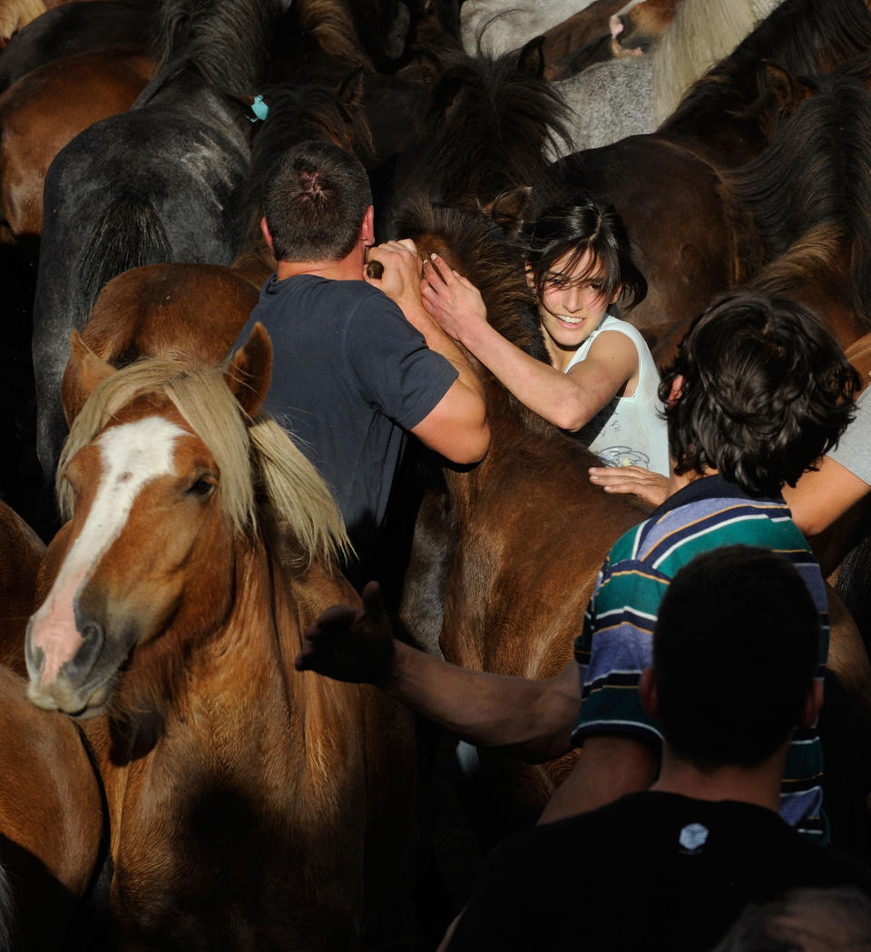 Wild Horses Are Tamed and Sheared for the Rapa das Bestas
