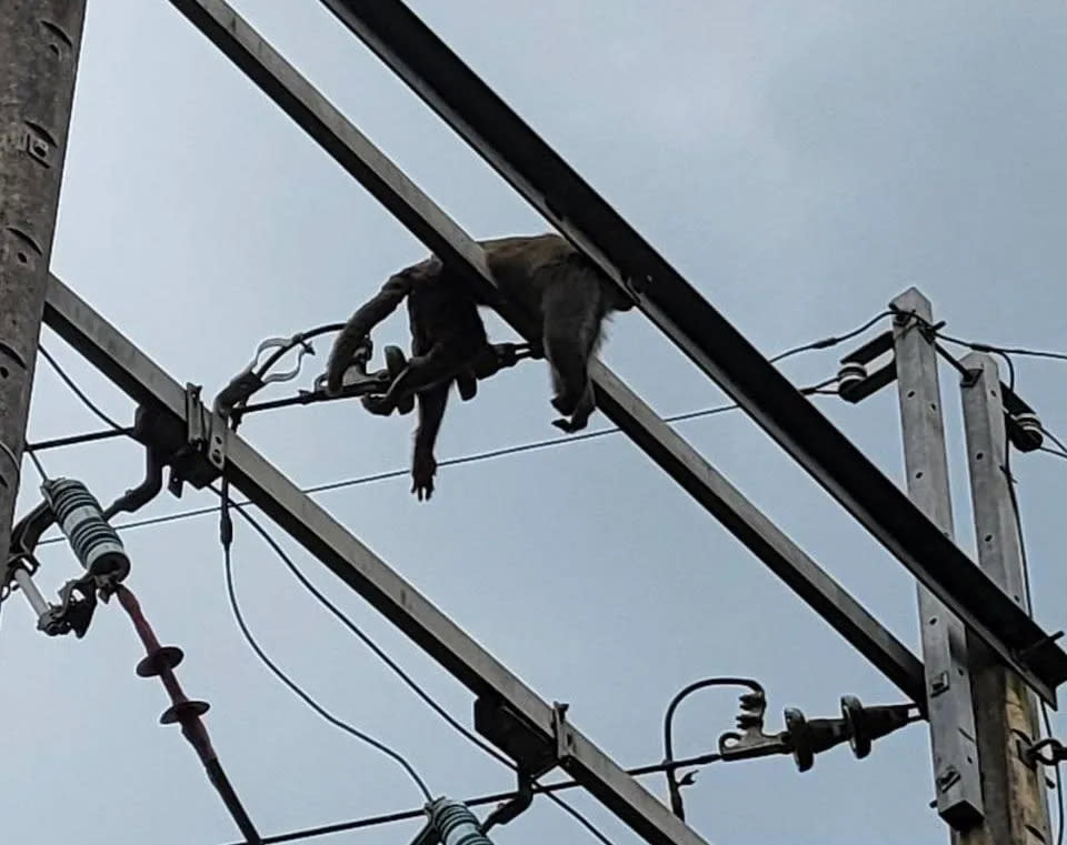 <strong>新北市坪林區17日發生猴子觸碰高壓線路引發開關跳脫，造成1437戶停電情形。（圖／台電提供）</strong>