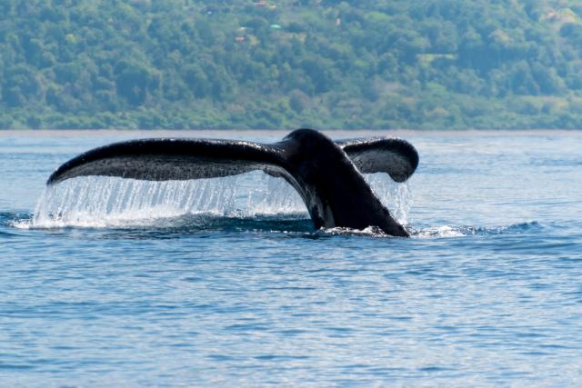 Marino Ballena National Park is a great spot to see migrating humpback whales from mid-July and October, and again from December through March.