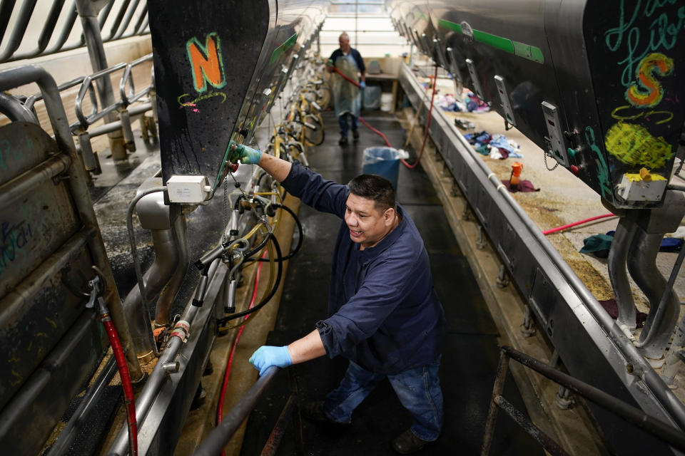 Prisoner Sylvester Hameline works at milking equipment in the dairy at the Montana State Prison Wednesday, Aug. 16, 2023, in Deer Lodge, Mont. The U.S. has a history of locking up more people than any other country, and goods tied to prison labor have morphed into a massive multibillion-dollar empire, extending far beyond the classic images of people stamping license plates or working on road crews. (AP Photo/John Locher)