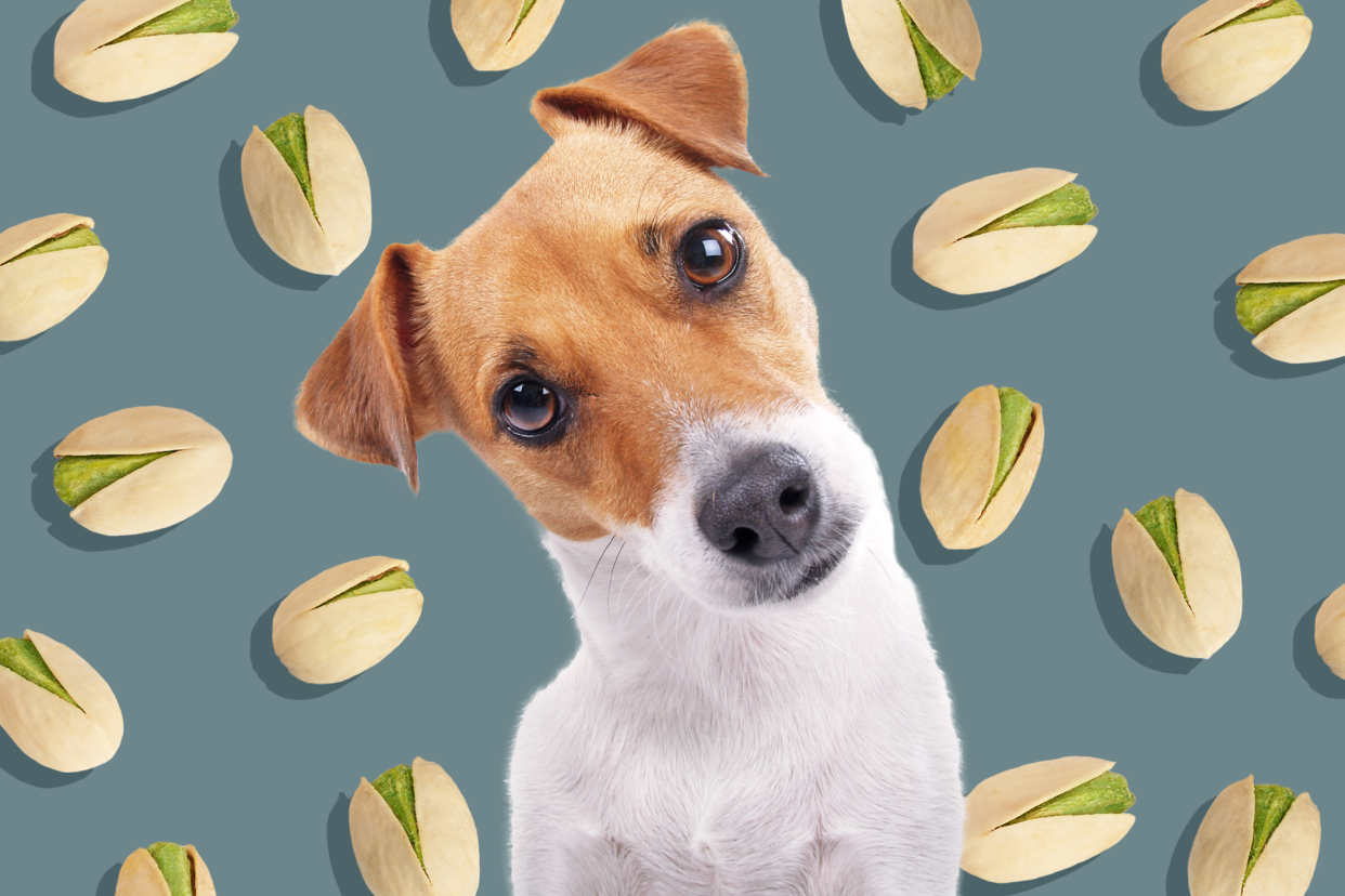 dog with a background of a pistachio pattern; can dogs eat pistachios?