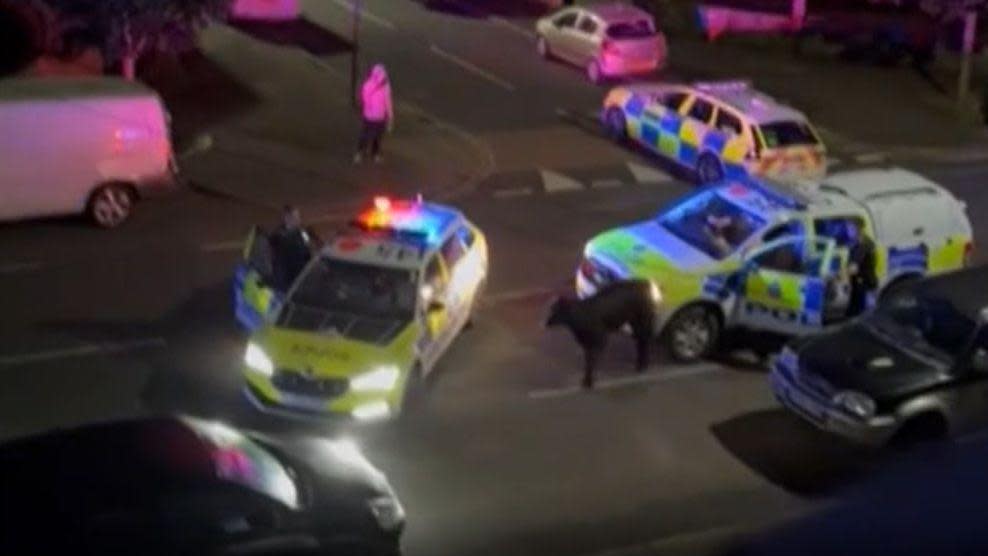 A calf is seen between two police cars in a dark residential street