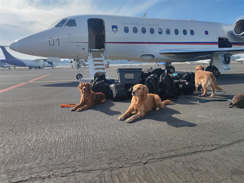 斯洛維尼亞搜救犬在等待登機返國前在機場睡翻，這一幕融化許多人。（圖／翻攝自Roman Starman臉書）