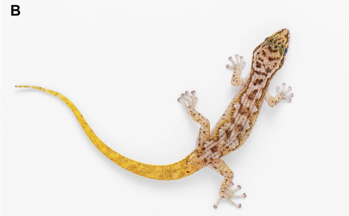 A Dixonius chotjuckdikuli, or Khao Ebid leaf-toed gecko, as seen from above.
