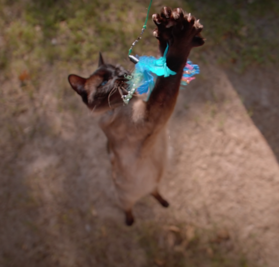 The Slow Mo Guys made a slow-motion video of a cat playing, leaping, and falling.