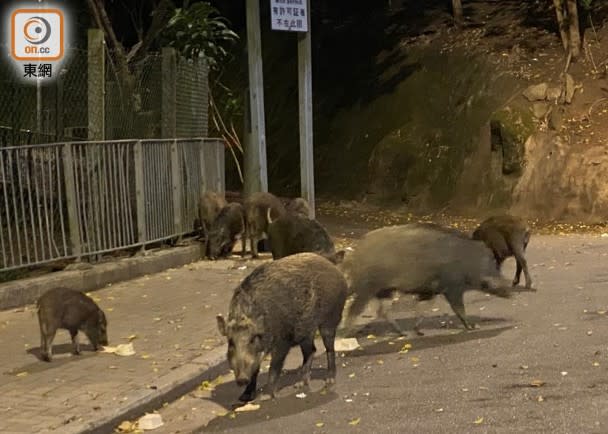 逾10隻大大小小野豬在柏架山道一帶覓食。(李國健攝)
