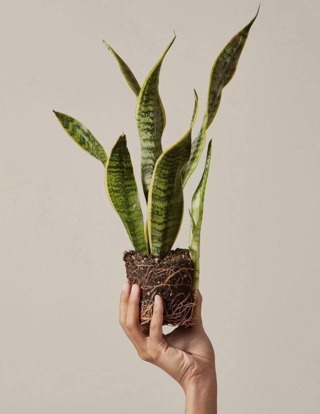 5 Easy Indoor Plants You Can't Kill - The Home Depot