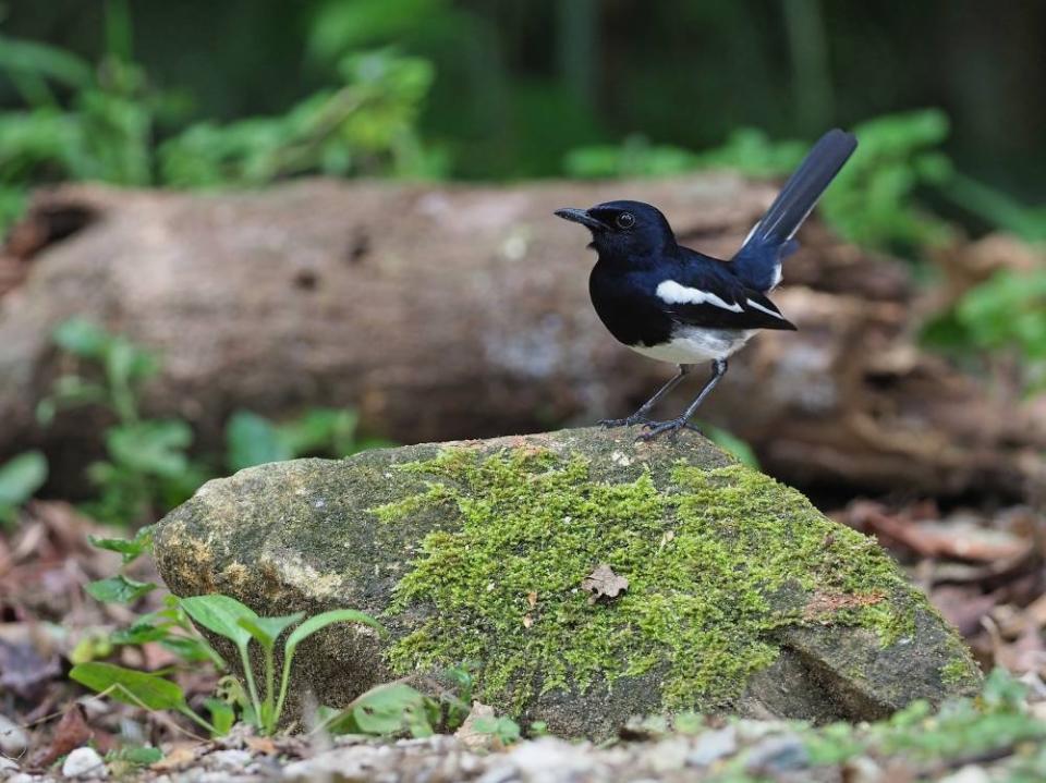 The Oriental Magpie-robin species have been listed as protected by government agencies. — Picture via James A. Eaton/Birdtour Asia.