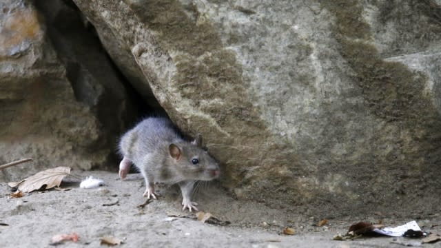 A rat leaves its burrow in New York.