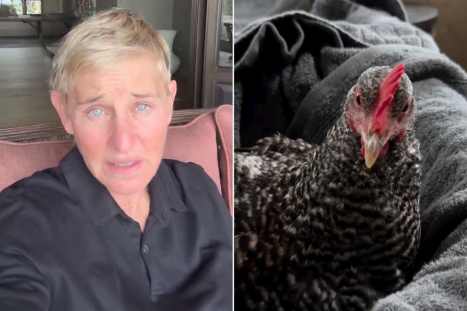<p>Ellen Degeneres/Instagram</p> Ellen DeGeneres caring for a chicken
