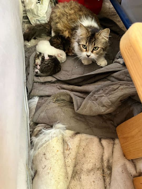 A new litter of kittens is feeling extra love this week after a Central Texas woman helped rescue and care for them during Tuesday’s torrential storms. (Courtesy: Laura Silveria)