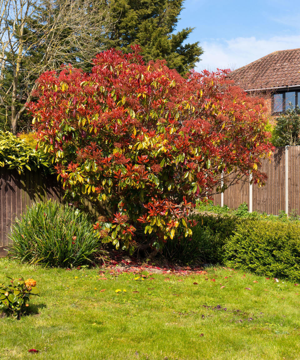 5. Photinia standard tree