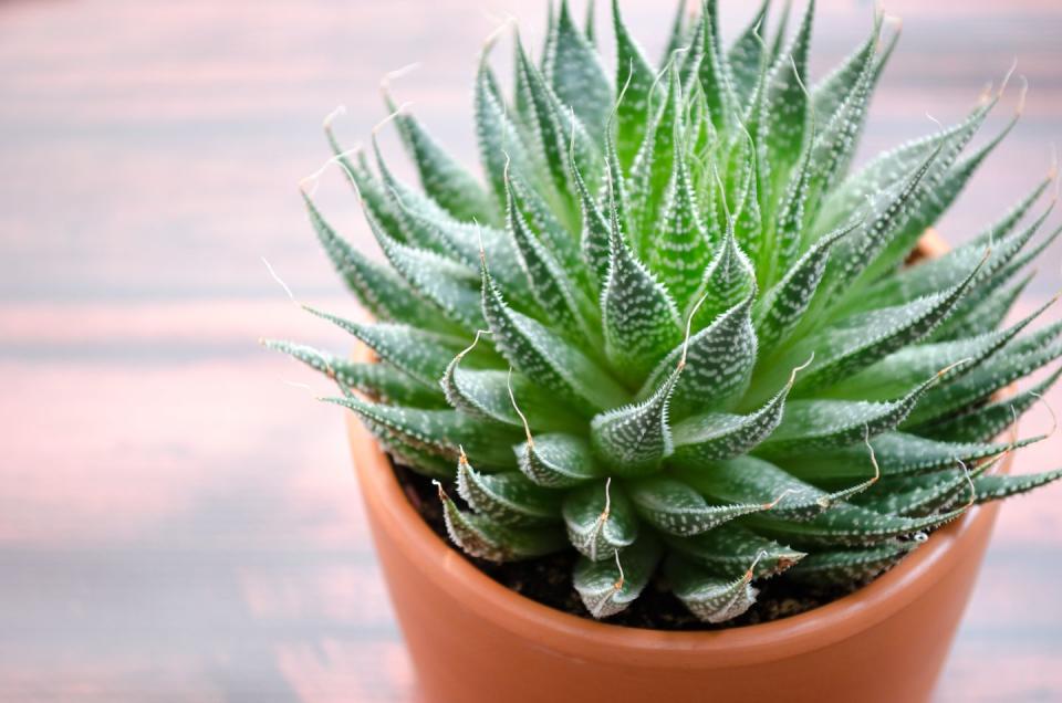 <p>Aloe Vera is a medicinal plant which has been used to treat health and skin conditions for years. It will thrive well on a bathroom shelf as it doesn't need much water. If you are using it for its heath benefits, only snap off a small chunk of the leaf. </p><p>And similar to the spider plant, aloe vera produces 'shoots' which can be trimmed and propagated in soil to create brand new plants. </p><p><a class="link " href="https://www.thompson-morgan.com/p/aloe-vera-house-plant/TKA2838TM" rel="nofollow noopener" target="_blank" data-ylk="slk:BUY NOW VIA THOMPSON & MORGAN;elm:context_link;itc:0;sec:content-canvas">BUY NOW VIA THOMPSON & MORGAN</a></p><p><strong>Like this article? </strong><a href="https://hearst.emsecure.net/optiext/cr.aspx?ID=DR9UY9ko5HvLAHeexA2ngSL3t49WvQXSjQZAAXe9gg0Rhtz8pxOWix3TXd_WRbE3fnbQEBkC%2BEWZDx" rel="nofollow noopener" target="_blank" data-ylk="slk:Sign up to our newsletter;elm:context_link;itc:0;sec:content-canvas" class="link "><strong>Sign up to our newsletter</strong></a><strong> to get more articles like this delivered straight to your inbox.</strong></p><p><a class="link " href="https://hearst.emsecure.net/optiext/cr.aspx?ID=DR9UY9ko5HvLAHeexA2ngSL3t49WvQXSjQZAAXe9gg0Rhtz8pxOWix3TXd_WRbE3fnbQEBkC%2BEWZDx" rel="nofollow noopener" target="_blank" data-ylk="slk:SIGN UP;elm:context_link;itc:0;sec:content-canvas">SIGN UP</a></p>