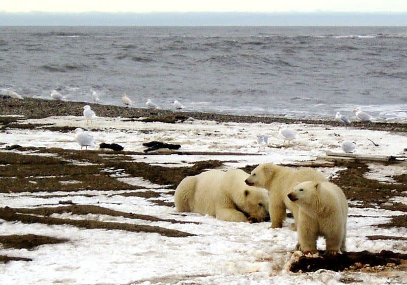 FILE PHOTO: Polar bears are seen within the 1002 Area of the Arctic National Wildlife Refuge