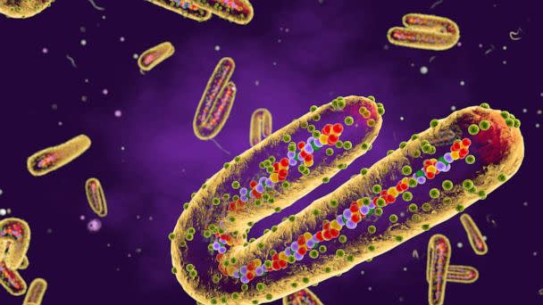 PHOTO: Illustration of Marburg virus is seen here in this undated stock photo. (STOCK PHOTO/Getty Images)