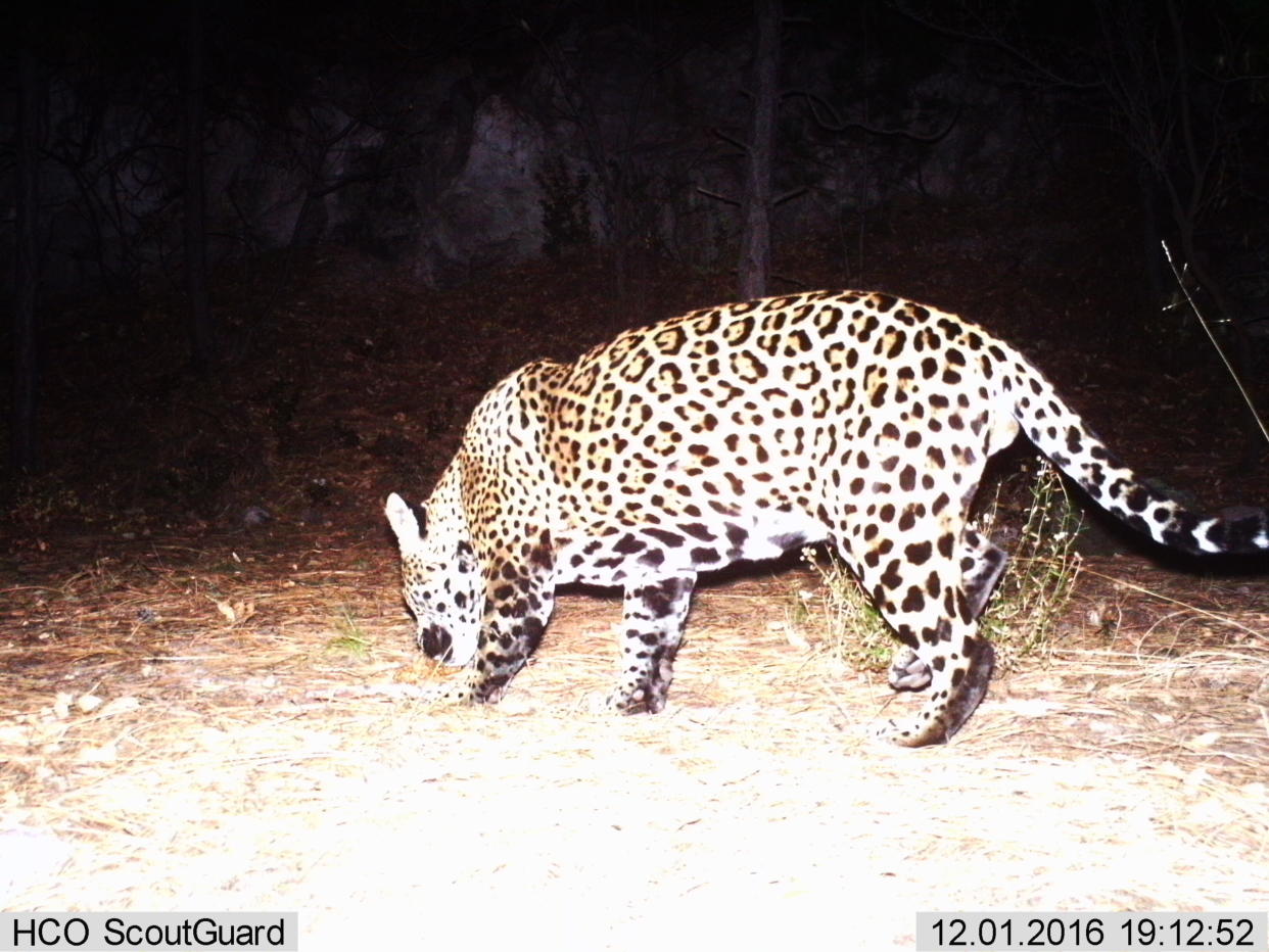 Yo'oko, seen in&nbsp;Arizona's Huachuca Mountains in 2016. (Photo: US Fish and Wildlife Service)