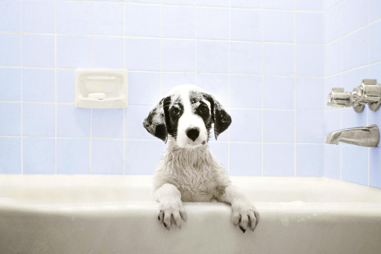 Puppy in Bathtub