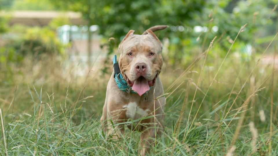 XL bully walking in nature