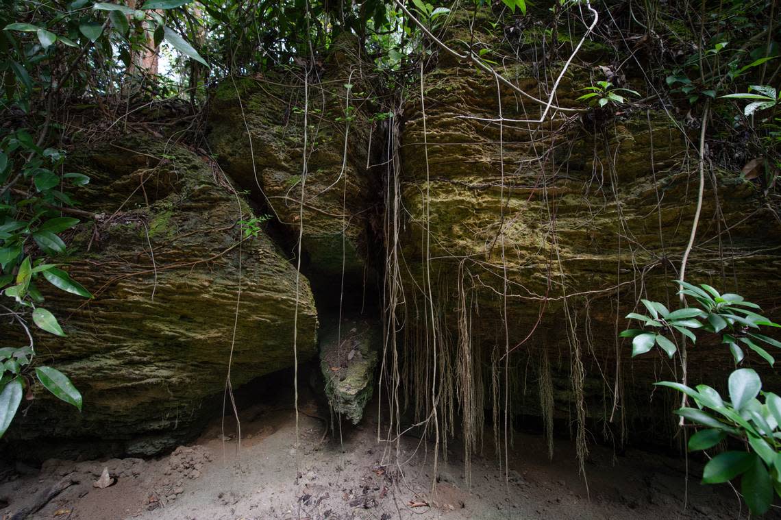 Solution holes form when slightly acidic water gradually eats away at a pocket of limestone until it forms a pit. Solution holes like this one, found at the Deering Estate, contain bone fragments from extinct animals dating back 50,000 years.