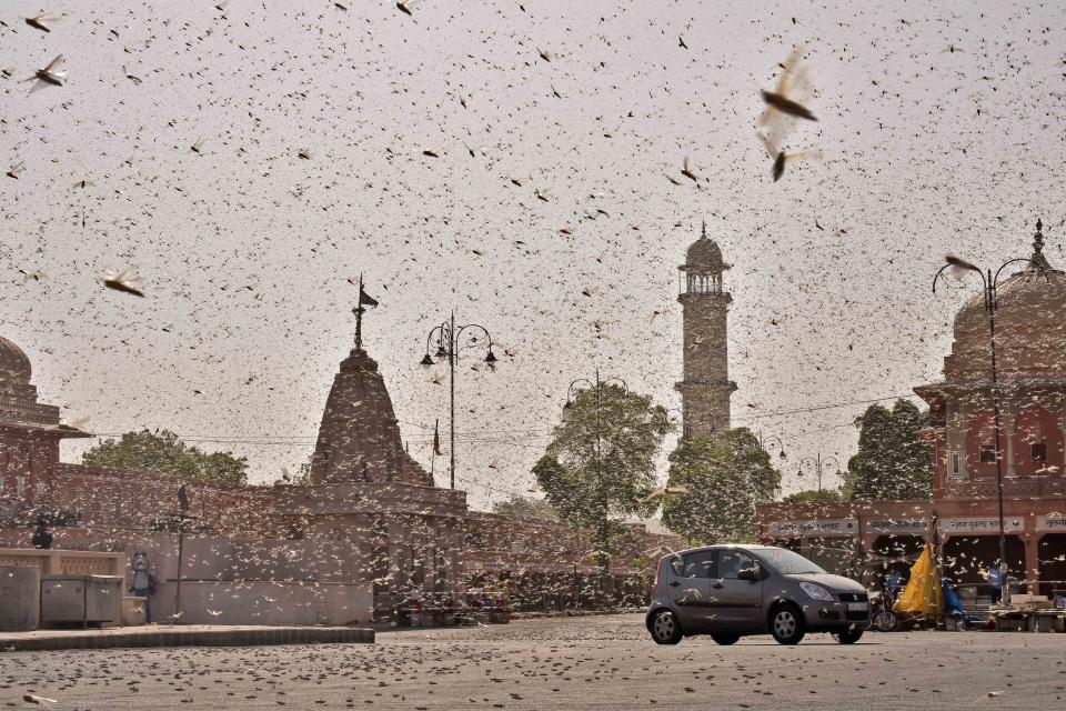 Swarms of locust attack in the walled city of Jaipur, Rajasthan, Monday, May 25, 2020. More than half of Rajasthans 33 districts are affected by invasion by these crop-munching insects.(Photo by Vishal Bhatnagar/NurPhoto via Getty Images)