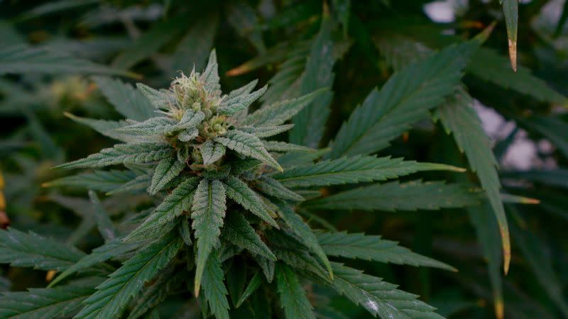 Marijuana plants are pictured at a facility in Tepeji del Rio