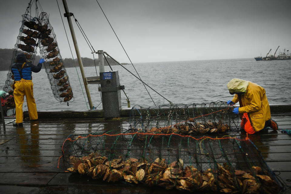 TARBERT, SCOTLAND - JANUARY 13: Fishermen move clams at the harbour on January 13, 2021 in Tarbert, Scotland. The Scottish Fishing industry says it is losing £1 million per day post-Brexit as EU customers are cancelling orders. Hauliers are refusing to take multi-product loads to Europe where they have been held for hours losing valuable miles.  Hauliers are paid by the mile not the length of time a job takes. (Photo by Jeff J Mitchell/Getty Images)